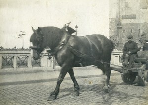 France? Horses Cart Goods Transport Old Photo 1900