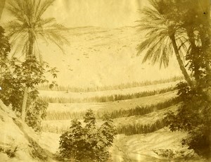 Tunisia Protection of Nefta Oasis Old Photo 1890