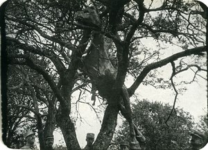 France Horse Thrown in a Tree Shell Explosion First World War WWI Old Photo 1917