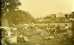 Madagascar Plantation d'Agave Ancienne Photo Ramahandry 1910'