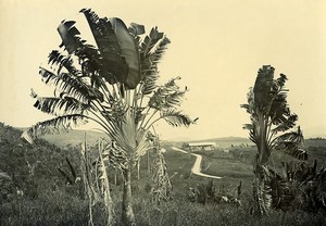 Madagascar Lahantravy? panorama Palm Trees Old Photo Ramahandry 1910'