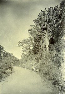 Madagascar Country Road for Motor Vehicles Old Photo Ramahandry 1910'