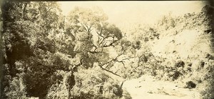 Madagascar In the Forest of Manuraka? Old Photo Ramahandry 1910'