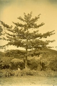 Madagascar Atafana Tree Karazana Ravinala Old Photo Ramahandry 1910'