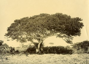 Madagascar Large Tree in Betsileo Country Old Photo Ramahandry 1910'