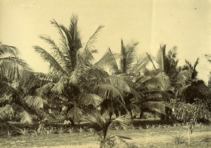 Madagascar Coconut Trees at Maroantsetra Old Photo Ramahandry 1910'