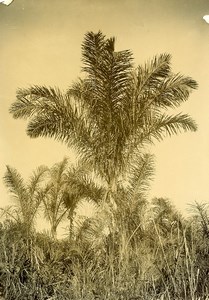 Madagascar Tree Raffia Old Photo Ramahandry 1910'