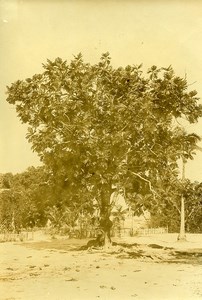 Madagascar Breadfruit Tree Artocarpus altilis Old Photo Ramahandry 1910'