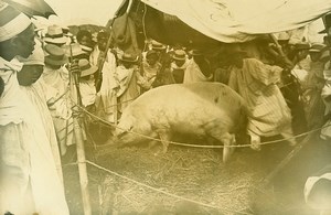 Madagascar Tananarive Agricultural Fair Pig Old Photo Ramahandry 1910'