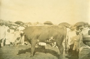 Madagascar Tananarive Agricultural Fair Cow Ox Old Photo Ramahandry 1910'