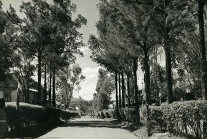 Madagascar Arivonimamo l'Avenue Ancienne Photo 1950