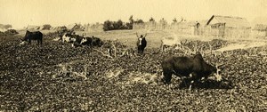 Vue poétique de Madagascar Panorama Betail Vaches Manakara Ancienne Photo 1937