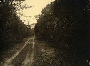 Vue poétique de Madagascar Chemin de Campagne Ancienne Photo 1937