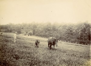 France Villers Sunday in the Countryside Man & Horses in a Field Old Photo 1900