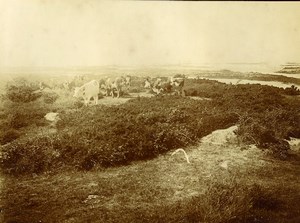 France Le Havre Seaside Cows in Field Old Amateur Photo 1910