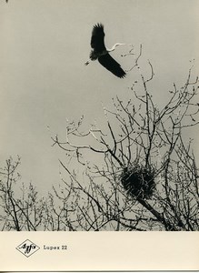 Publicité pour papier Agfa Lupex 22 Cignogne Volante Ancienne Photo 1960