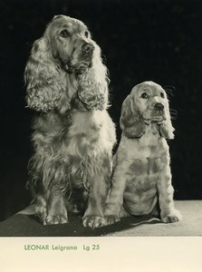 Publicité pour papier Agfa Leonar Leigrano Lg25 Chiens Cocker Ancienne Photo 1960