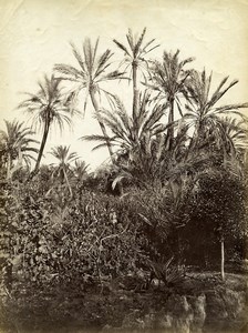 Algeria Oasis Garden? Palm Trees old Photo 1880