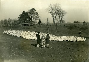 France Animals Children & Flock of Geese old Photo Delius 1920