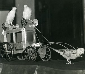 France Animals Birds Serin pulling a toy tin carriage old Photo 1950