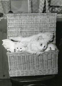 France Paris Cats Fair at salle Wagram Angora Cats? Basket old Photo 1930