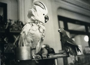 France Paris Hotel Moderne Birds Show Parrot Cockatoo old Photo 1962