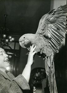 France Paris Hotel Moderne Birds Lounge Parrot Macaw old Photo 1958
