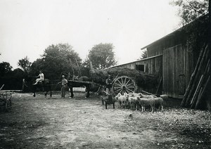 France Ile de Re Farming life Sheep Horses Countryside old Photo 1920