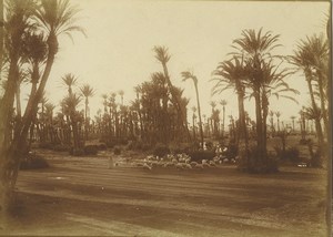 Morocco Marrakech Palmeraie Palm Grove Sheep herd Old Photo Felix 1915