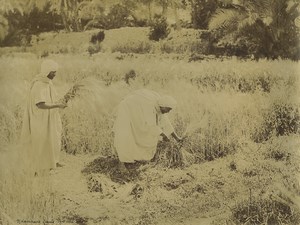Algeria Zianis Harvesters in an oasis Old Photo Emile Frechon 1900