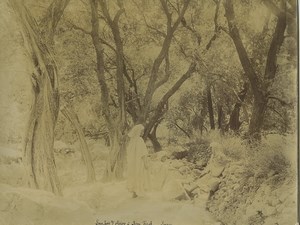 Algeria Olive trees Grove in Beni-Ferah Old Photo Emile Frechon 1900