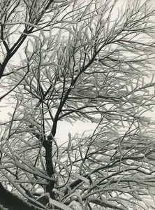 France Photographic Experiment Study Tree Snow Old Deplechin Photo 1970