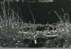 France Photographic Experiment Study Lake? Old Deplechin Photo 1970 #4