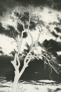 France Photographic Experiment Study Tree Clouds Old Deplechin Photo 1970