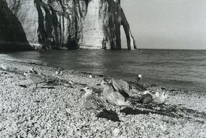 France Etretat Photographic Study Cliffs Seaside Old Deplechin Photo 1970 #9