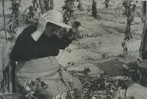 France Hop Harvest? Photographic Study Old Deplechin Photo 1970