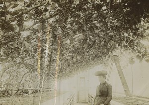 Bailiwick of Jersey Greenhouse of grapes vines Old Photo 1900