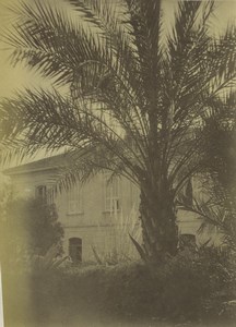Italy Sanremo Villa Asquasciati Palm Tree Old Photo 1890