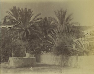 Italy Sanremo Villa Asquasciati Palm Tree Gardens Old Photo 1890
