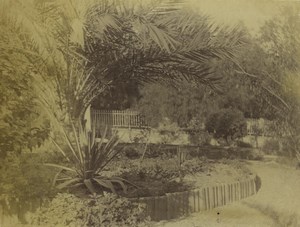 Italy Sanremo Villa Asquasciati Palm Tree Gardens Old Photo 1890