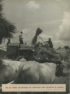 France WWII Vichy threshing wheat Farm Workers Old Brajou Photo 1944