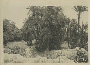 Morocco Marrakech Palm Trees Forest Old Photo Felix 1930