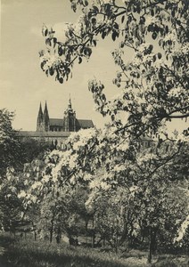 Czech Republic Prague Castle Blossom Trees Old Photo 1935
