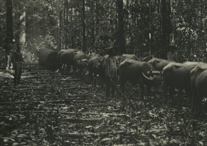 Africa Congo Forestry Forest Buffalo Old Photo 1940's