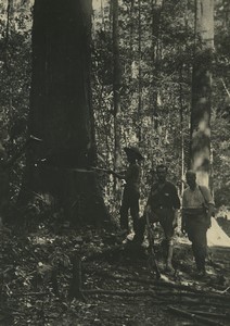 Africa Congo Forestry Forest Lumberjacks Old Photo 1940's