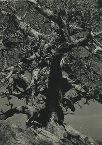 Africa? Tree Study Old Photo Defossez 1970's