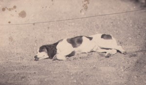 France Chateau du Bouchet sleeping dog Study from Nature Old Photo 1862 #1