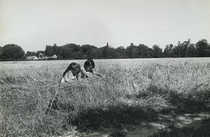 France Artistic Study Children in Field Harvest Old photo Huet 1970