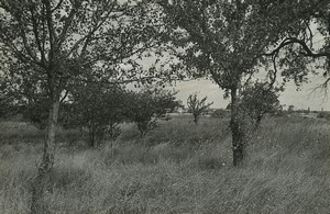 France Loiret Countryside Trees Artistic Study Old photo Huet 1970