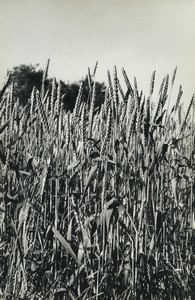 France Wheat Artistic Study Old photo Huet 1970